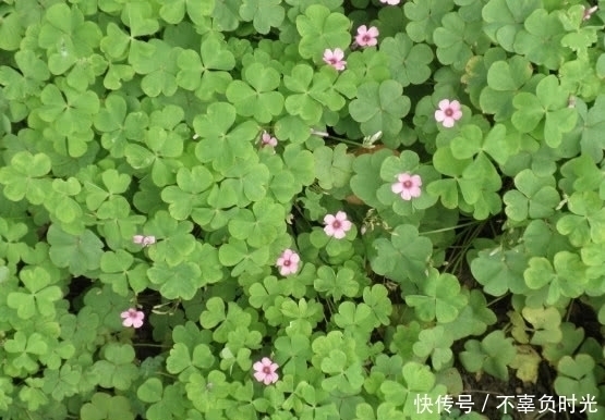 这种植物有着特殊的香气,且价值极其珍贵,是一种很不错的野菜