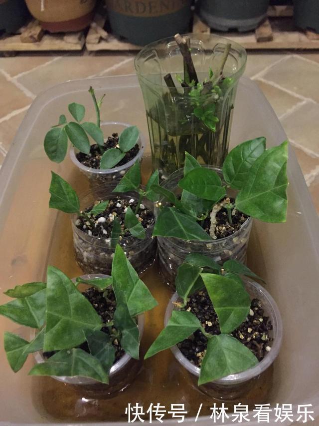 杜鹃花|到了秋天只能扦插这4种花,剪根枝条能生根,来年开花香满屋