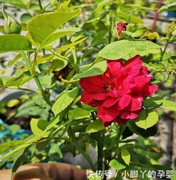 月季笋芽的分叉枝怎么修剪,三种方法,结果全然不同