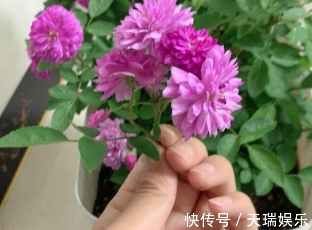 花量|李小姐养1盆“开花机器”，一年开花300多天，好养又漂亮，还特香