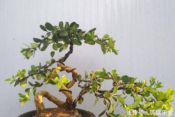 这“3种树”平凡不起眼,做成盆景贵气十足,养上3年,价格翻几倍