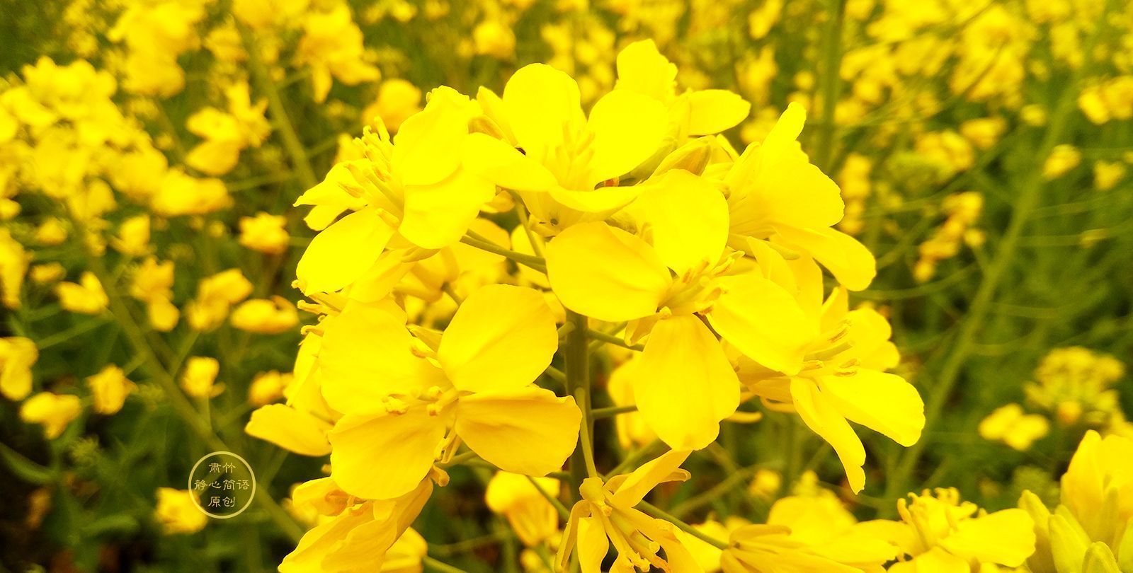 欢笑&将日子变成茶园,种下欢笑,也种下梦想