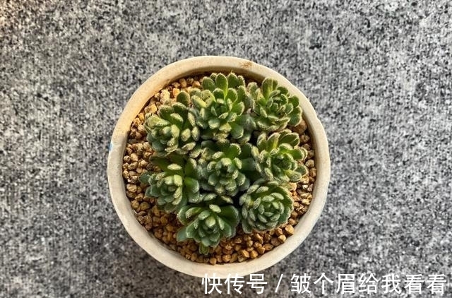 喜欢玫瑰花型多肉植物,就养一盆小野玫瑰,做好3点变成手捧花
