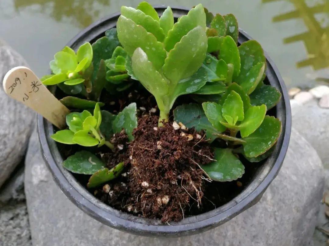 5种“洋气”花,趁着“天冷”快扦插,生根快,开花早,真省钱