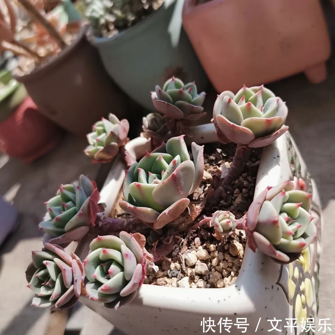 一组逆袭成功的多肉给它时间，它就会给你好看！