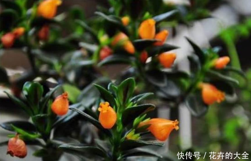 新手养花,就买3种“便宜又好养”的花,花期长、花朵多!