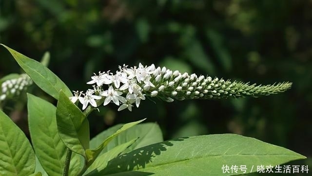 农村1种植物，顶部长有一串“珍珠”，很多人都忽视了，请珍惜