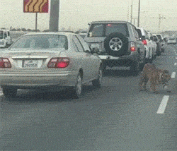 |搞笑GIF:单身久了 还有哪项秀恩爱的姿势不会