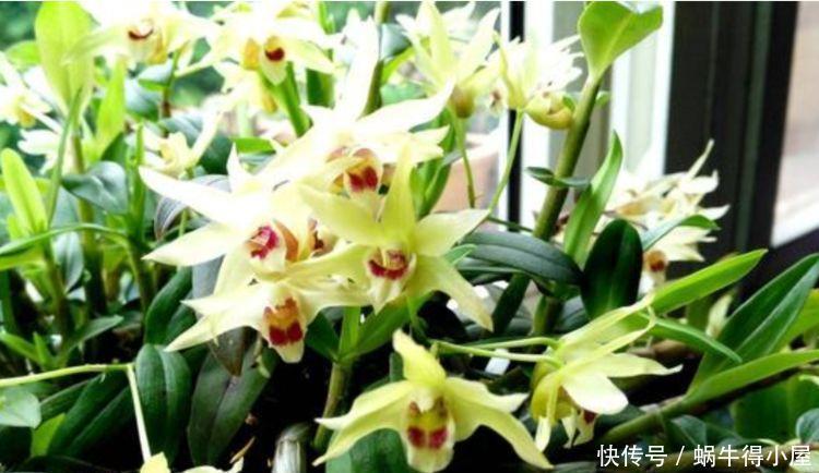 此花被称“香水之花”,-20℃冻不死,花朵美艳,美爆了