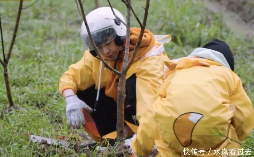 彭昱畅|张艺兴、杨紫种树被质疑作秀?挖坑时的动作引发网友热议!