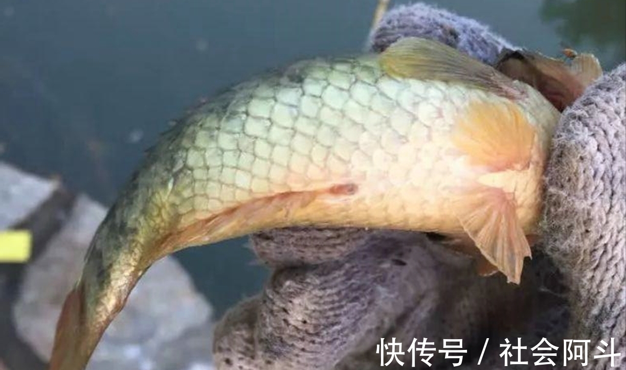 江西一男子野钓遇“怪鱼”,惊喜变成了惊吓,到底怎么回事?