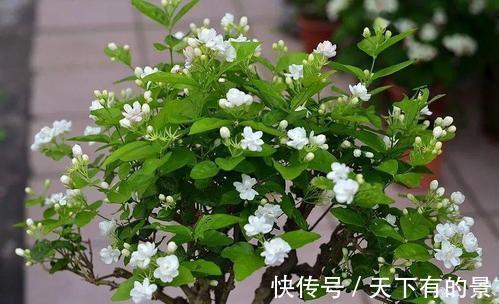 花朵|进入八月，6种花要多晒太阳，越晒花朵娇艳，开花越勤