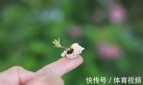 黄杨|微型盆景越来越受欢迎,这里是它们的“集中营”,都是你想知道的