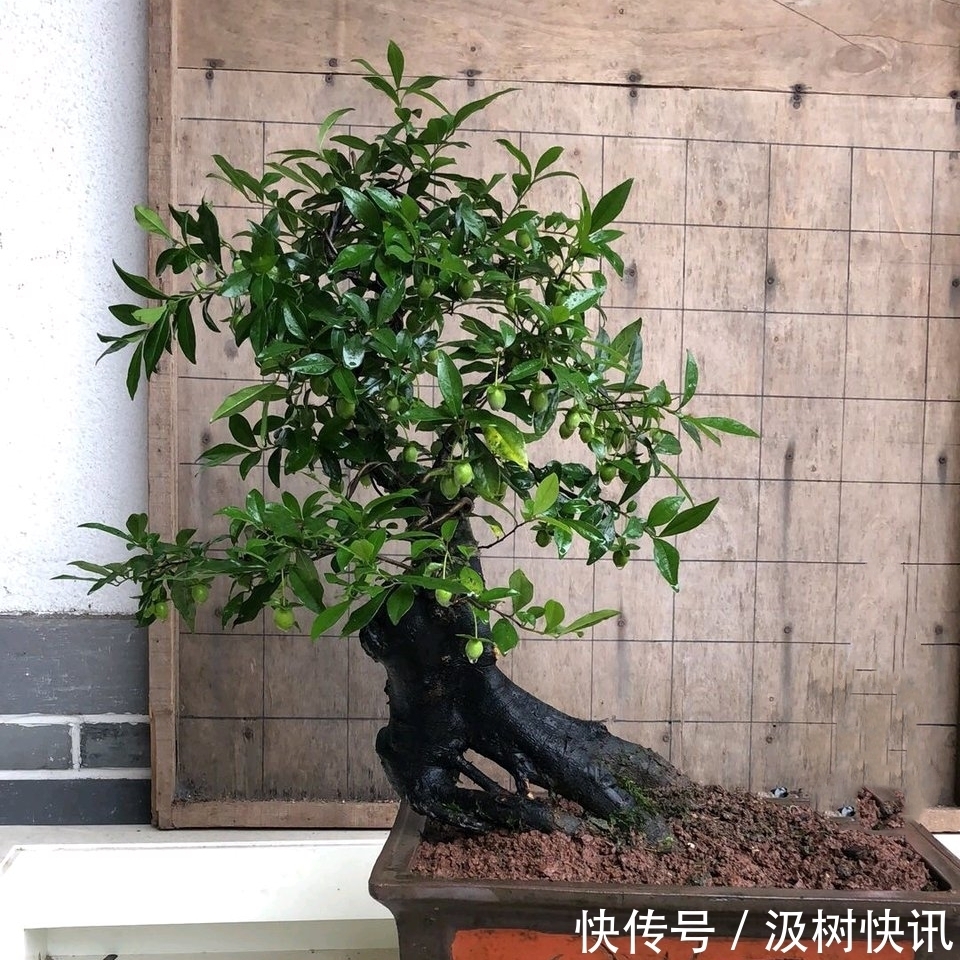 施肥烧苗掉光叶的金弹子盆景怎么办素沙深埋生根不难