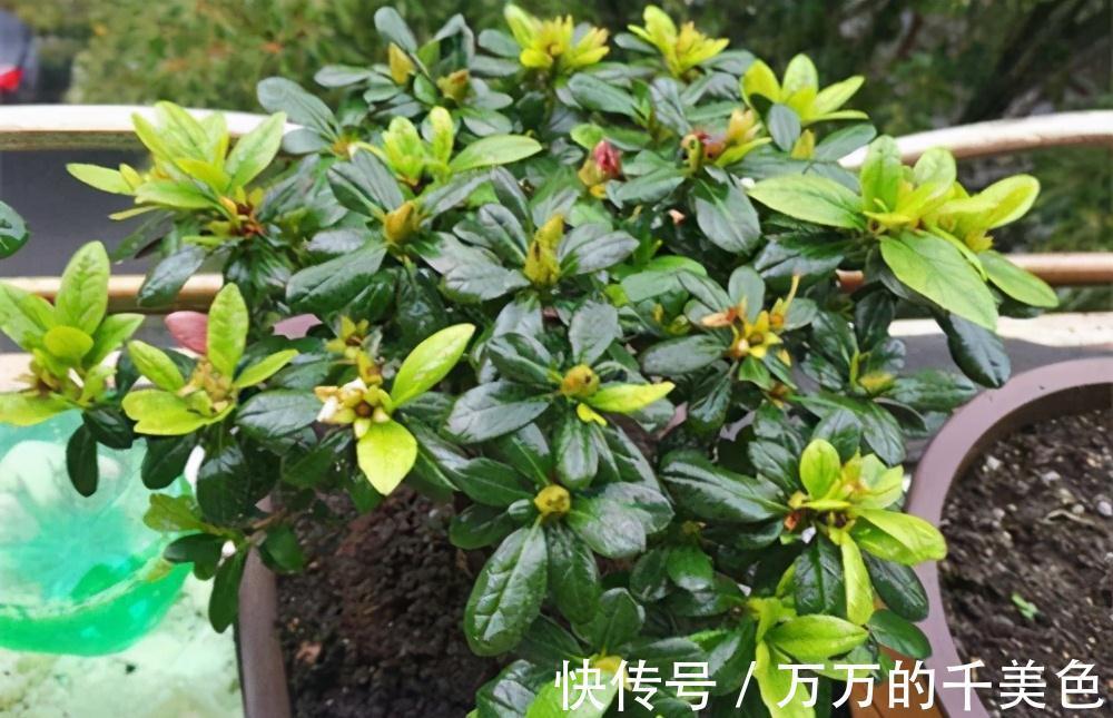 杜鹃花的花苞从长出来到开花需要多长时间，好久还没开花，正常吗