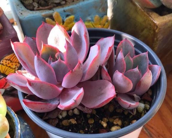 家庭盆栽多肉管理妙招抓住4个细节,叶片肥美、精神足