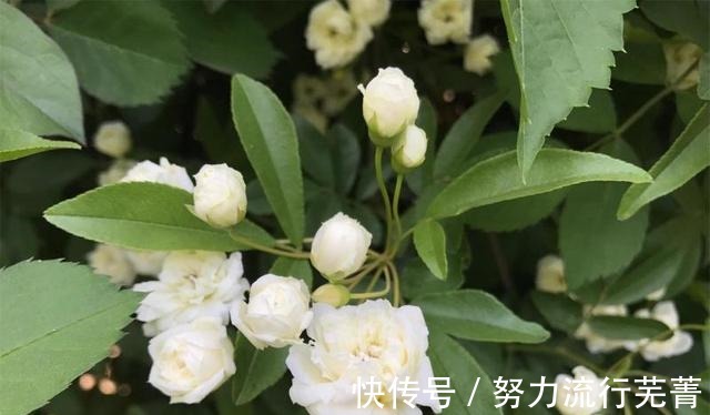 叶子|适合家中养的三种花卉，不仅好看还能防蚊虫，新手也可以轻松养活！