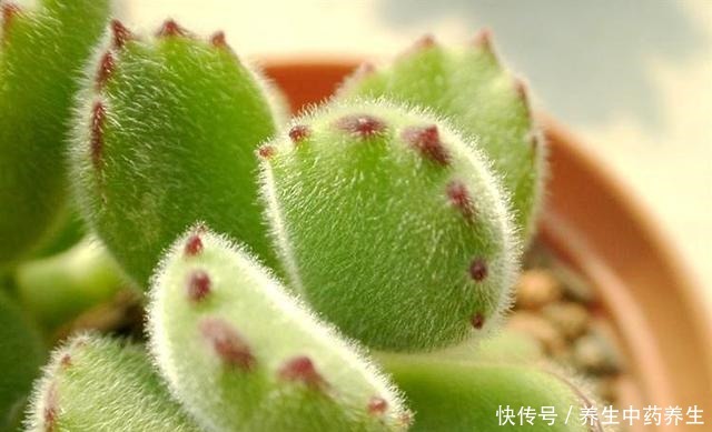 多肉熊童子太“贪杯”,撑破“肚子”很可惜!