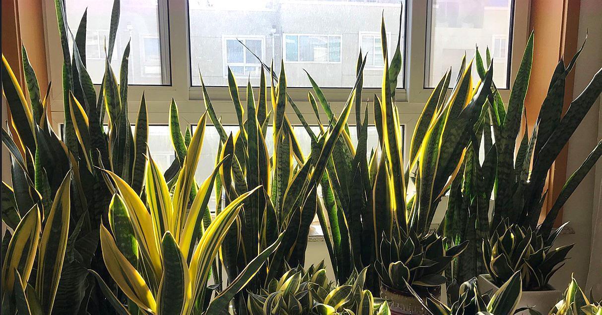 虎皮兰|公认的“五种健康花”,建议至少养一盆,又美又实用