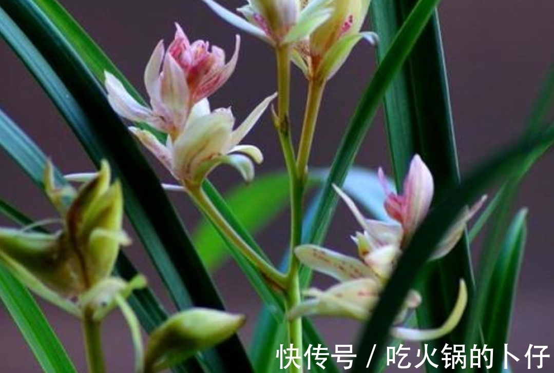 春天养兰花注意几个步骤，做到了，花香四溢开花多