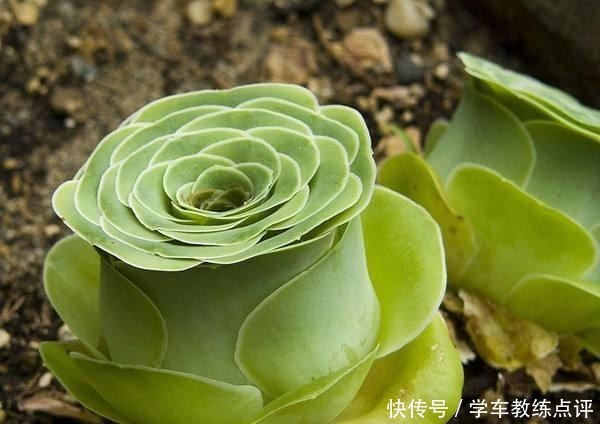 多肉品种多要会“挑”!这5种不能错过,旺福旺运家人也能受益!