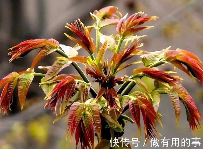 血脂|高血脂不能吃土豆?医生提醒:一旦血脂偏高,这3种素食也要忌口