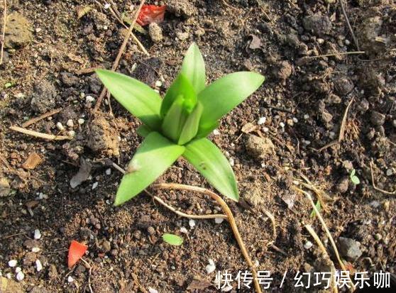 怕生姜涨价?年年如此栽种一盆,开花能驱蚊蝇,结果多到吃不完
