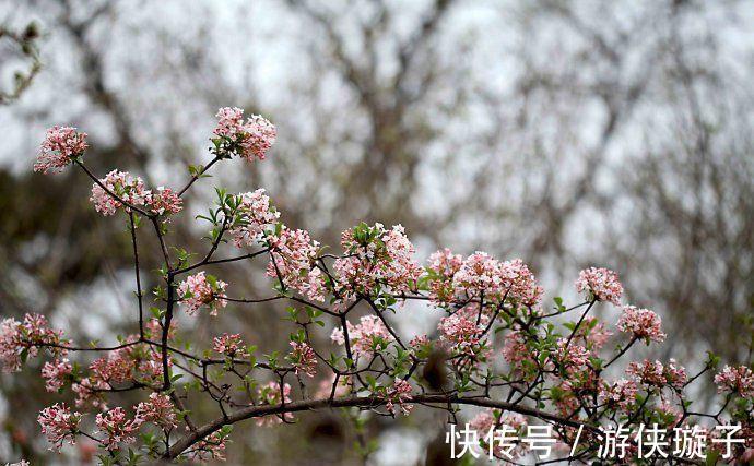 花语是至死不渝的爱的3种花,个个都很美,而且还容易养