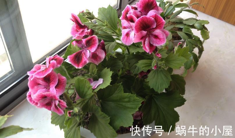 花卉|秋季养花换盆土:从准备到服盆,期间该注意哪些细节?