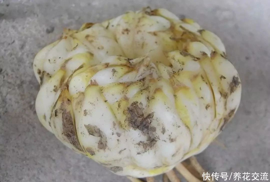  盆栽|冬天室内养盆栽百合，花朵开败叶子不剪，给肥给阳光，春暖就开花