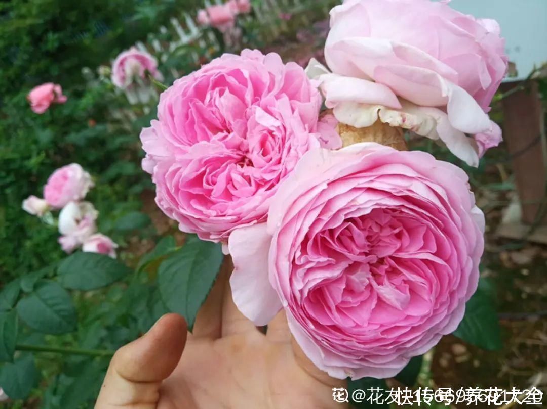 休眠|7种情况不能施肥,像毒药一样,浇完花就烧死