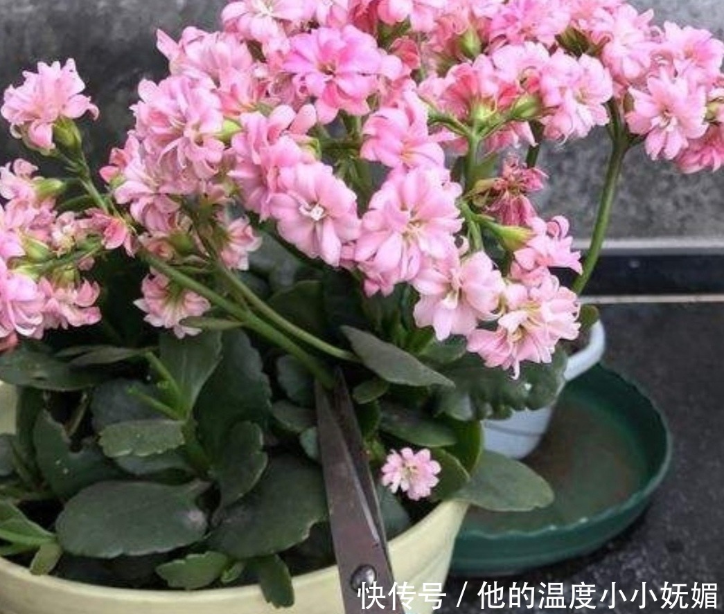 5月养长寿花，记得做好4件事，多长新枝，花期多开花