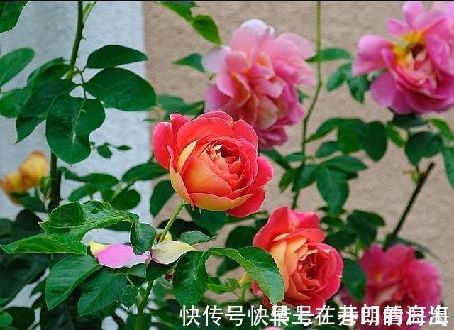 天冷|天冷了,15种漂亮花喜欢“大太阳”,多晒长得壮,花更多