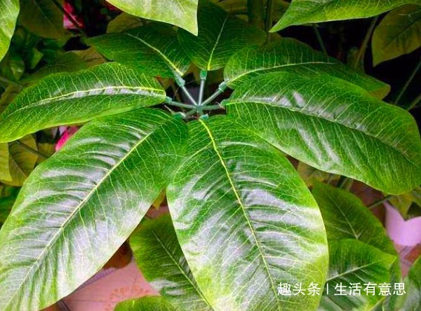 家里养的花切莫乱送人，尤其是此“3种”，养人又镇宅，要注意