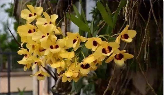 石斛兰|最全的兰花大鉴赏,看看你都见过几种兰花!