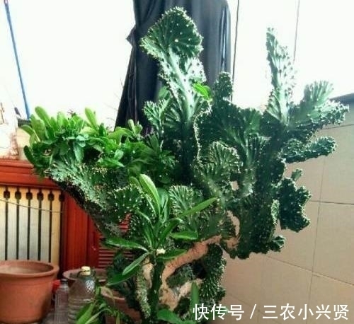 风水|阳台养花要“讲究”,这3种“再丑”也要养一盆,镇宅又旺运