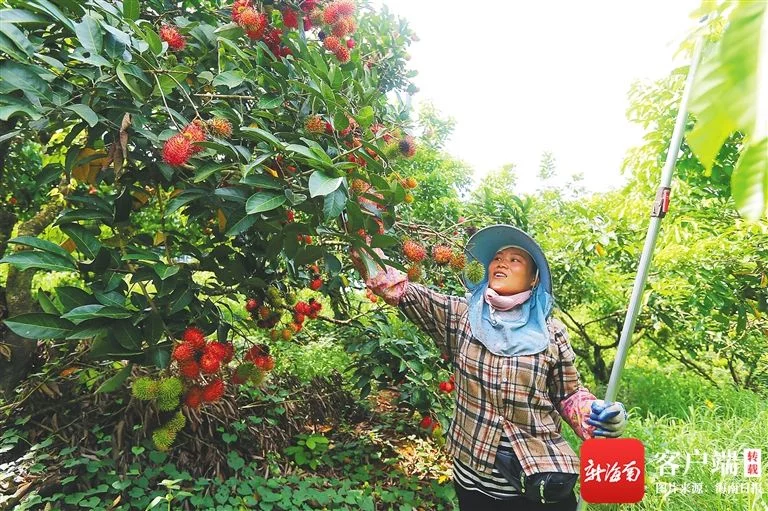 海南农垦开发利用红毛丹种植资源助推产业壮大