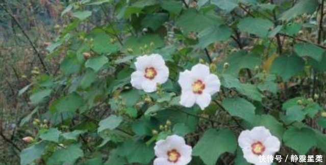 它被称为 千面美人妖精花 价值珍贵 不容小觑 快资讯