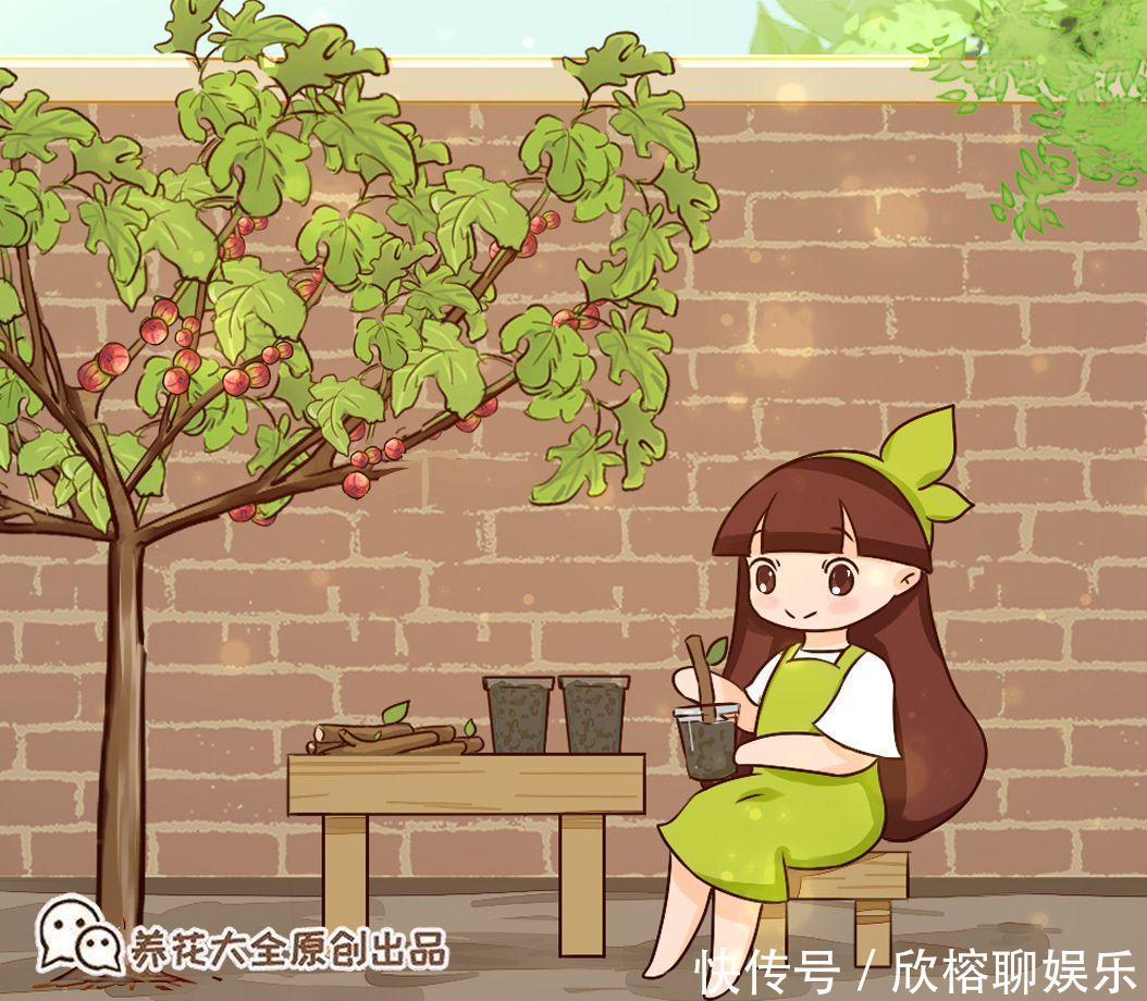 花花|大粗杆插土里,7天生根,当年结果压弯枝,不用买水果了!