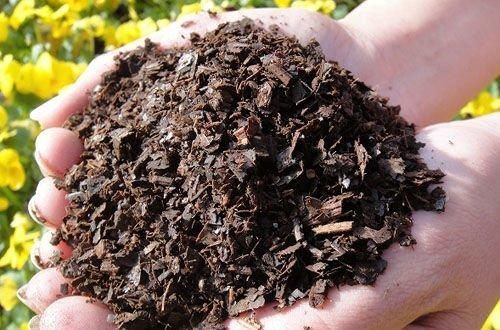 养君子兰知道几个养护小技巧,年年开花四季油绿!早看早知道