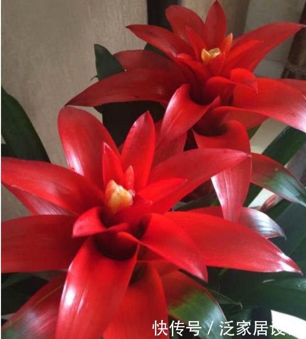 4种花养在家里,一整年都有好运气,养家里,名字好听,花更美
