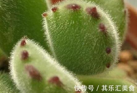 萌宠的熊童子冬天养护这些一定要注意,否则掉叶枯黄没商量