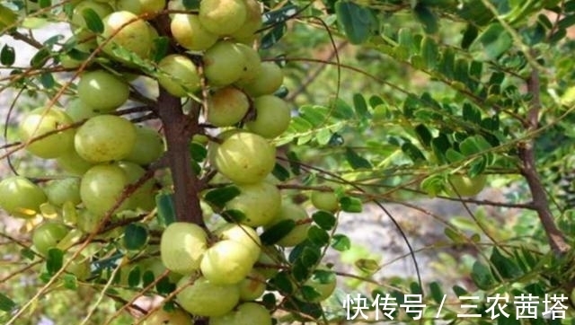 皮肤瘙痒|南方的这种果子，很多人不爱吃，殊不知它还有护眼和美容的作用