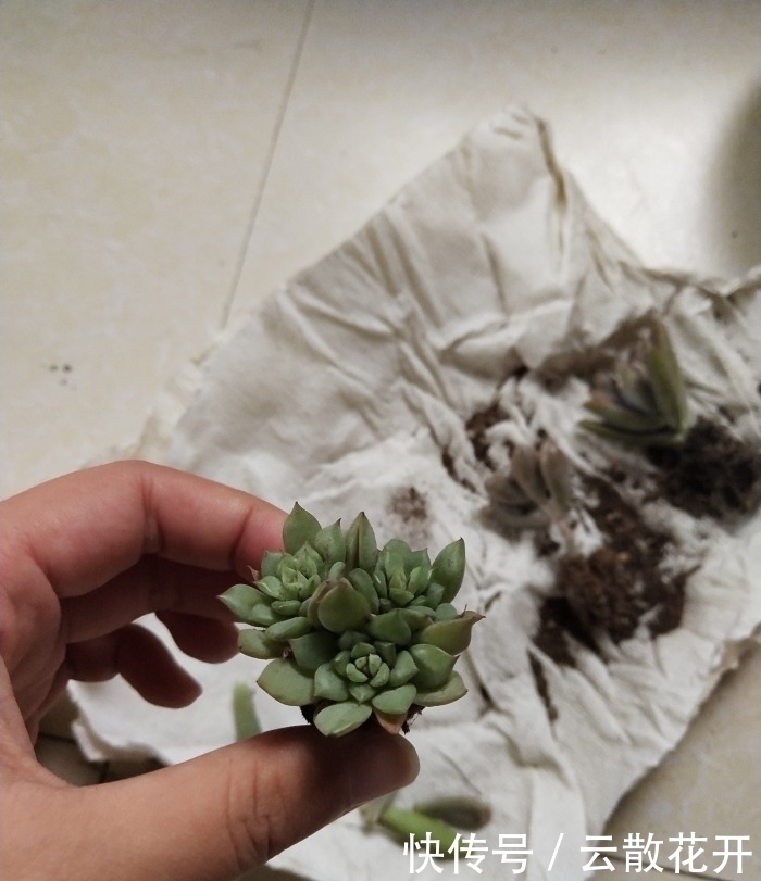 免费的多肉,总是活得特别好