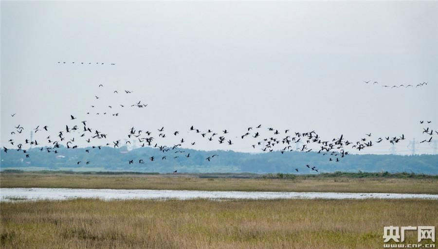 最佳|池州：国家湿地自然保护区升金湖进入最佳观鸟期