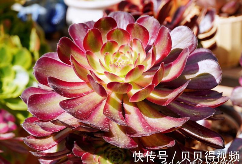 百合莉莉|入冬虽冷,但法师多肉还可以生长,不过要注意有一道养护的分水岭