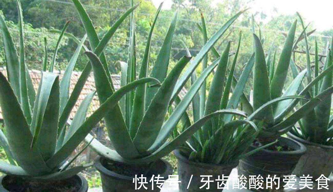 10大健康花,建议养一盆,不但能吸废气制氧气,还好养贵气