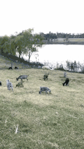 |搞笑GIF:被柠檬酸倒的宝宝,这辈子估计不想再吃这个水果了