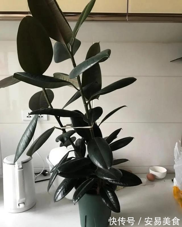 这五种花,就得富养,大肥大水大太阳,长得那叫一个旺