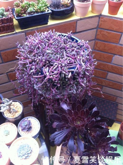 家里的绿萝换了吧,吊兰这俩品种,足够看上好几年